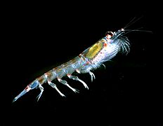 Krill666