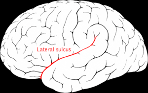 Lateral sulcus2