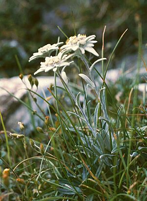Leontopodium alpinum1