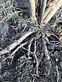 Leycesteria formosa roots exposed by storm Arwen