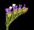Limonium sinuatum 04 ies