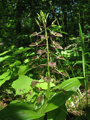 Liparis liliifolia - Flickr 003.jpg