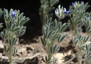 Lupinus kingii habitus.jpg