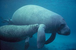 Manatee with calf.PD