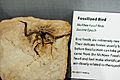 McAbee fossil beds undescribed bird
