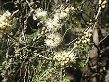 Melaleuca lanceolata foliage, flowers and fruit