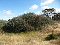 Melaleuca phoenicea (near Woodanilling)