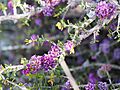 Melaleuca violacea (fruits) 02