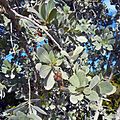 Miami Beach - Sand Dunes Flora - Silver Buttonwood Detail - Leaves and Fruit