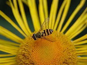 Mimicry by fly