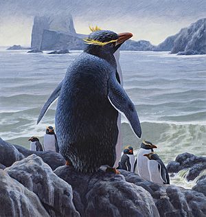 Murtha Penguin sm 800.jpg
