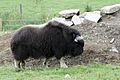 Muskox in Greater Vancouver Zoo