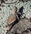 NZAcrididae1