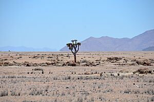 Namib-Naukluft National Park in Namibia