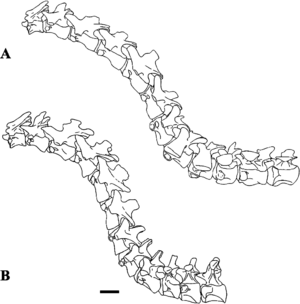 Neck reconstructions of Sigilmassasaurus and Baryonyx