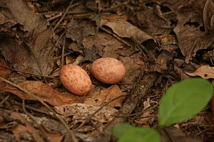 Nest and eggs of Nyctidromus albicollis