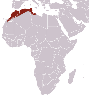 North African Elephant Shrew area.png