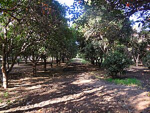 Orcutt orchard.