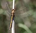 Orthetrum machadoi, highland skimmer 33117-1