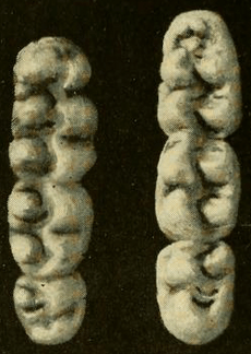 Oryzomys palustris molars