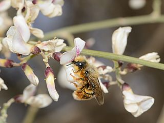 Osmia gracilicornis male 1