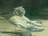 Panthera tigris -Potawatomi Zoo, South Bend, USA-8a