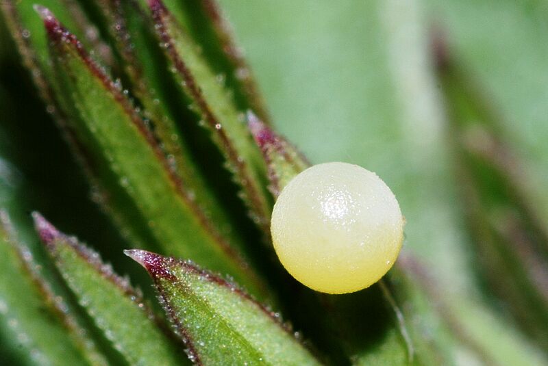 Papilio machaon egg (3695270849)
