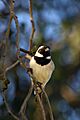 Passer melanurus -South Africa -front -male-8