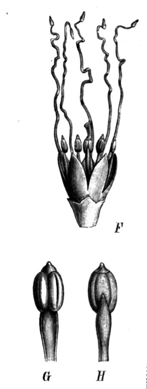 Pentaclethra macroloba Taub74b