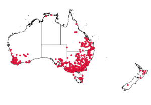 Persicaria prostrata distribution 8March2020.png