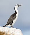 Phalacrocorax fuscescens - Derwent River Estuary