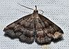 Phalaenostola larentioides – Black-banded Owlet Moth (14444707016).jpg