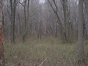 PigeonSwamp1