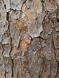 Pinus echinata bark detail 2