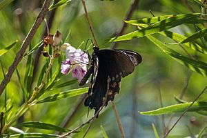 Pipevine Swallowtail San Pedro House & River Sierra Vista AZ 2019-07-25 10-30-31 (48441572867)