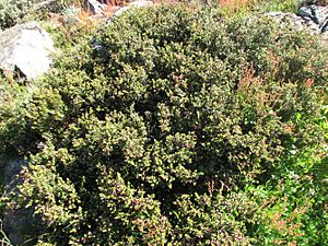 Podocarpus lawrencei.jpg
