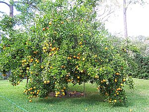 Ponkan tree in Florida