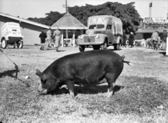 Queensland State Archives 1694 Champion Berkshire sow 1951