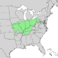 Quercus imbricaria range map 1