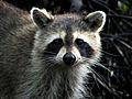 Raccoon - Jonathan Dickinson State Park