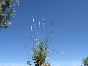 Rytidosperma bipartitum plant1 NWS - Flickr - Macleay Grass Man.jpg