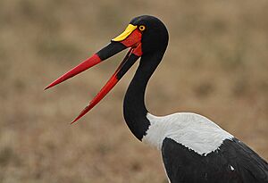 Saddle-billed Stork (Ephippiorhynchus senegalensis) female.jpg