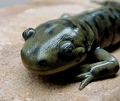 Salamander head