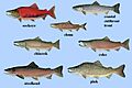 Salmon 01 alt