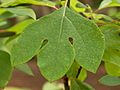 Sassafras Sassafras albidum Leaf 2505px