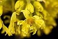 Sassafras albidum, Sassafras staminate flowers, Howard County, MD, Helen Lowe Metzman 2017-07-25-20.19 (24427586417)
