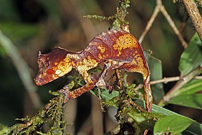 Satanic leaf-tailed gecko (Uroplatus phantasticus) Ranomafana 2