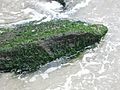 Seaweed on rocks at Atlantic Ocean