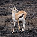 Serengeti Thomson-Gazelle3