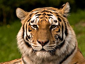 Siberischer tiger de edit02